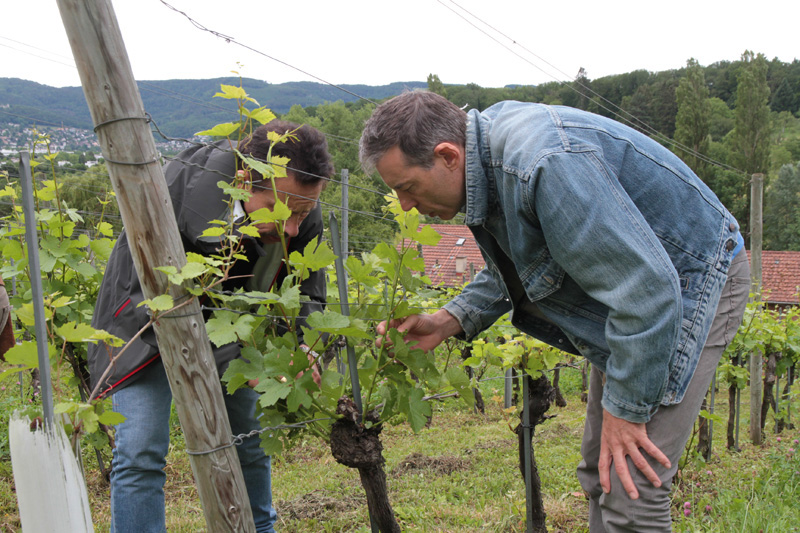 E.E. Zunft zu Rebleuten - Anlässe 2019