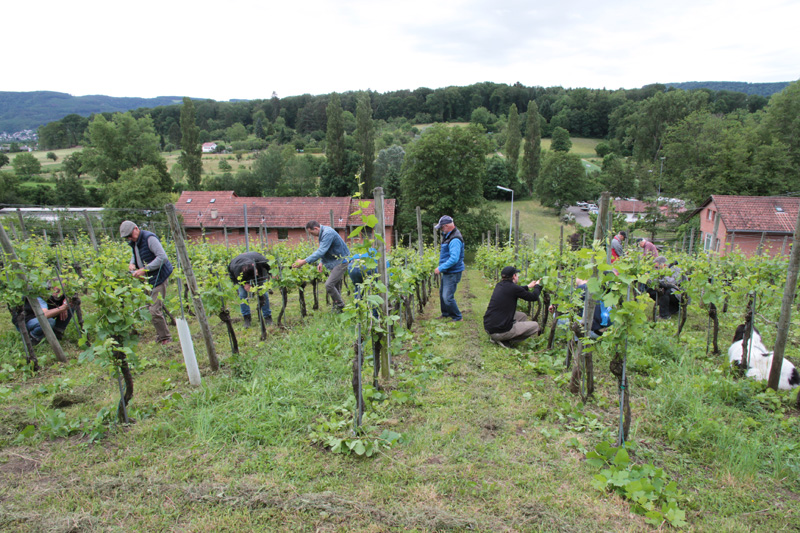 E.E. Zunft zu Rebleuten - Anlässe 2019