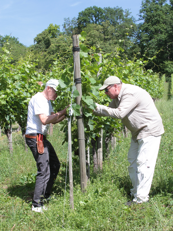 E.E. Zunft zu Rebleuten - Zünfte, Weinbau und Geschichte zum Anfassen E.E. Zunft zu Rebleuten - Zünfte, Weinbau und Geschichte zum Anfassen