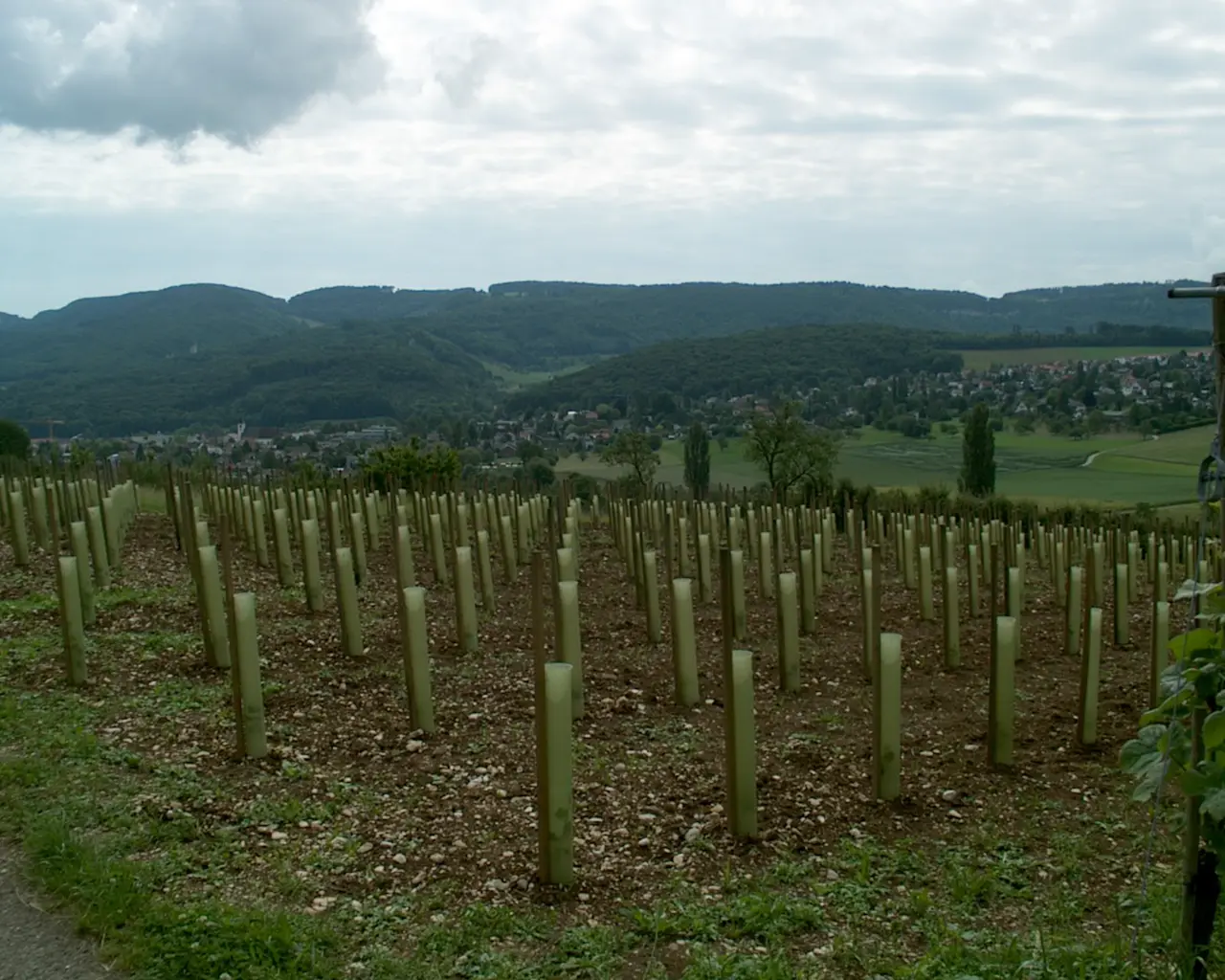 E.E. Zunft zu Rebleuten - 2002
