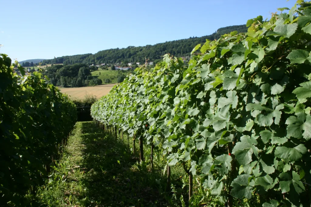 2007 - Klus - Juni