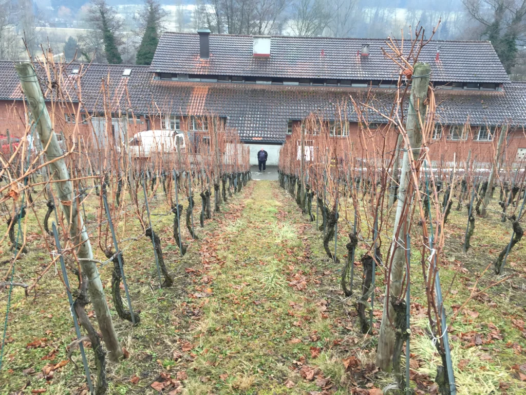 2017 - Erlenhof - Januar