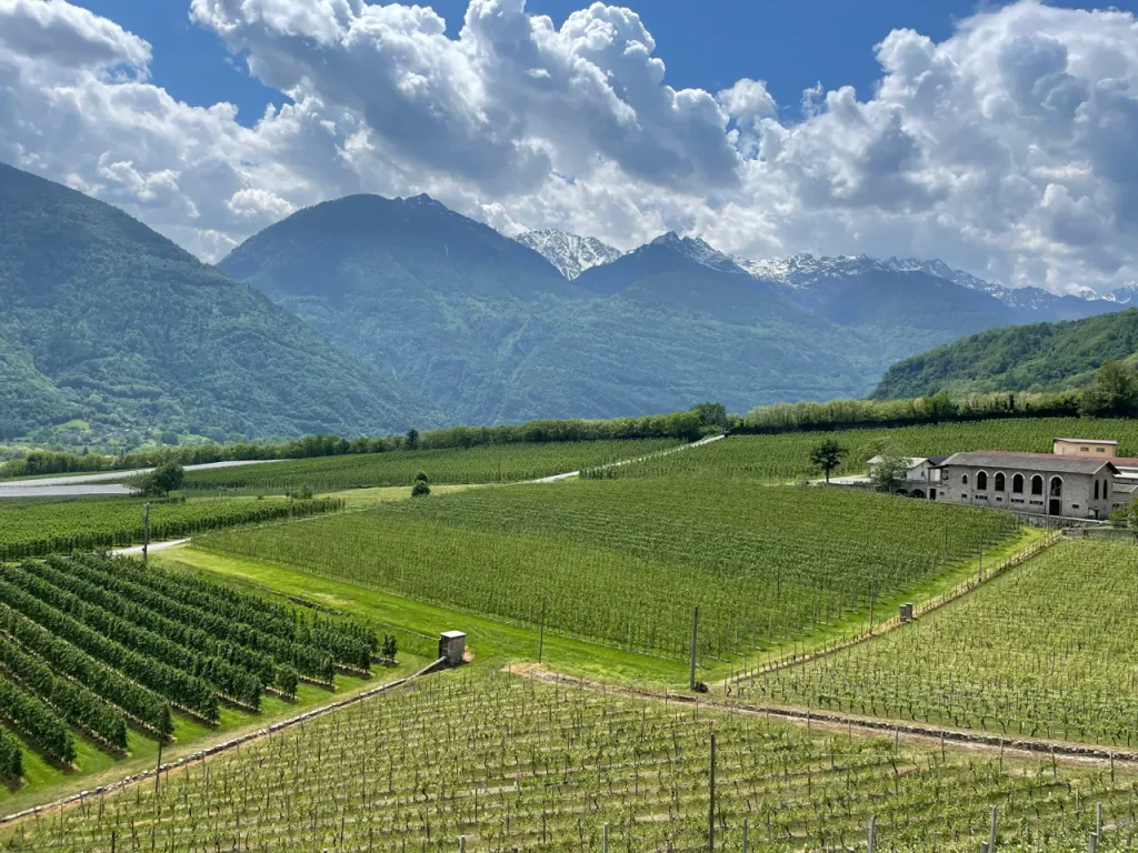 E.E. Zunft zu Rebleuten - Zunftwinzerausflüge