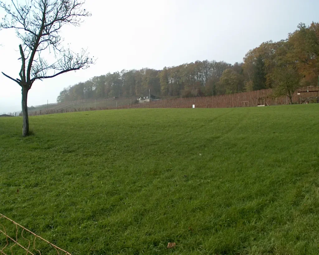Zukünftiger Rebberg - hier noch Wiese