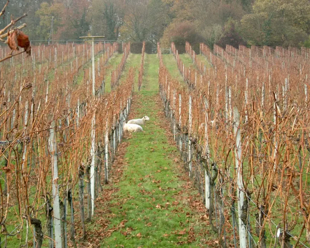 E.E. Zunft zu Rebleuten - 2001