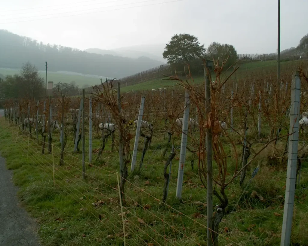 E.E. Zunft zu Rebleuten - 2001