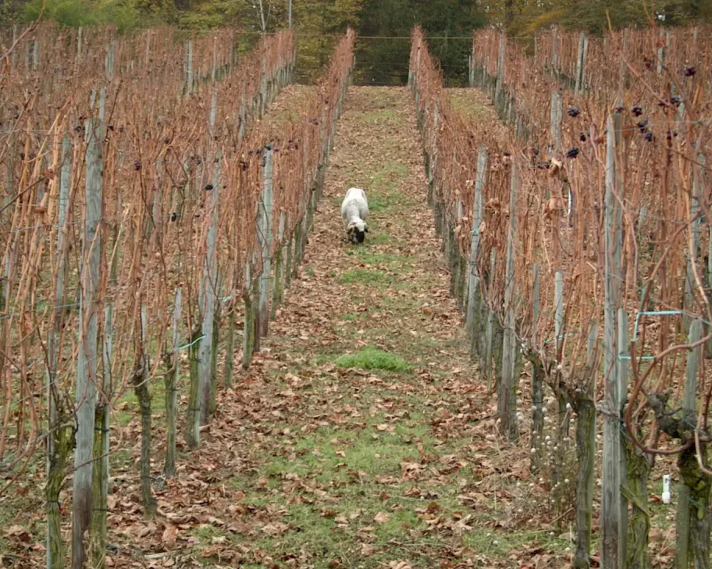 E.E. Zunft zu Rebleuten - 2001