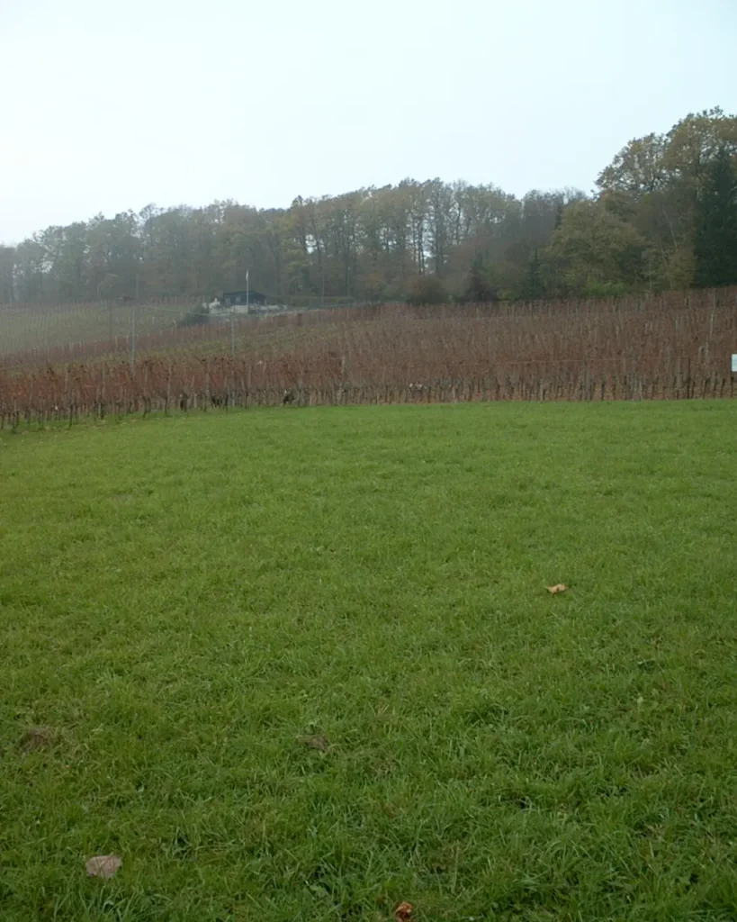 E.E. Zunft zu Rebleuten - 2001